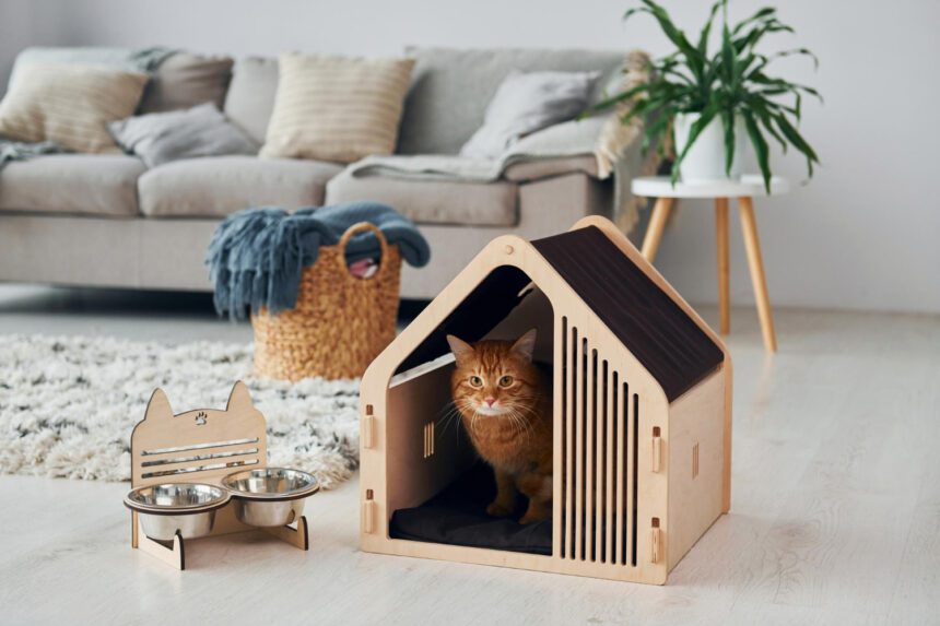 So können Sie Ihre Wohnung katzengerecht einrichten - Wohntrends Magazin