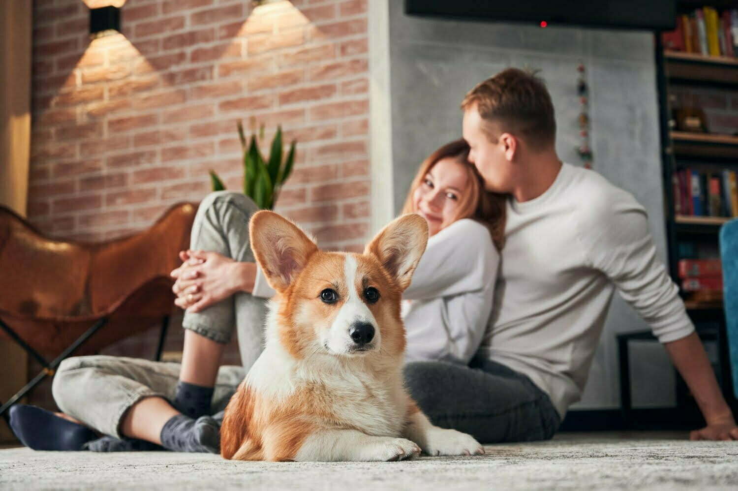 Wohnen mit Hund Worauf sollten Sie bei der Einrichtung achten - Wohntrends Magazin