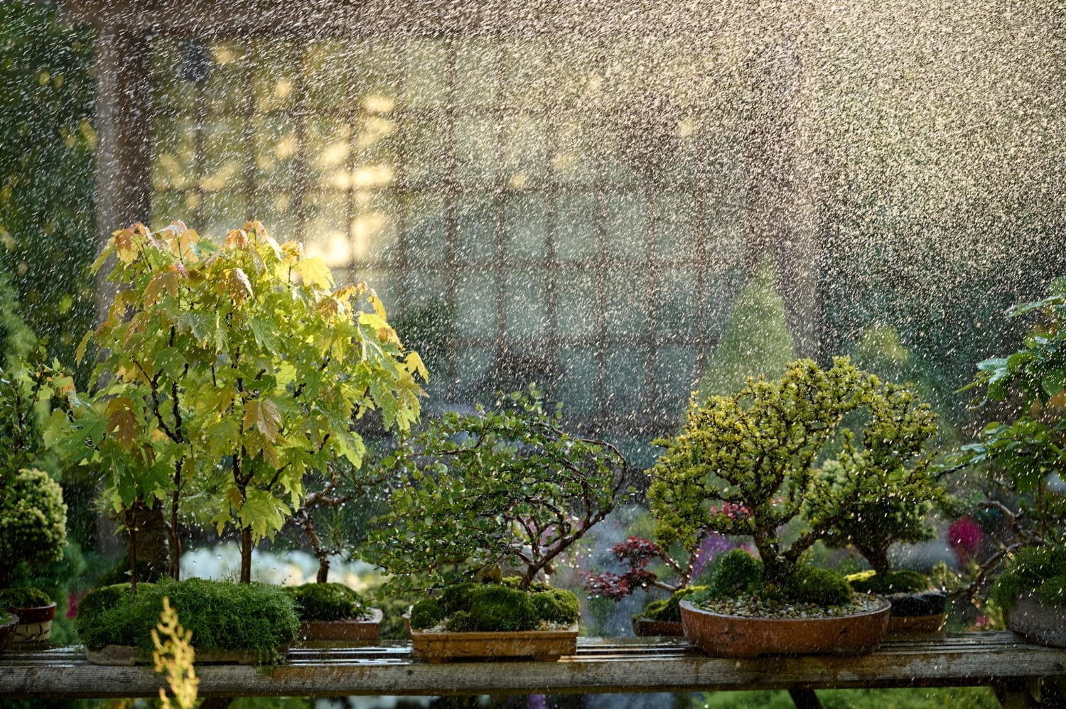 Regenwasser im Garten sammeln und nutzen - Wohntrends Magazin