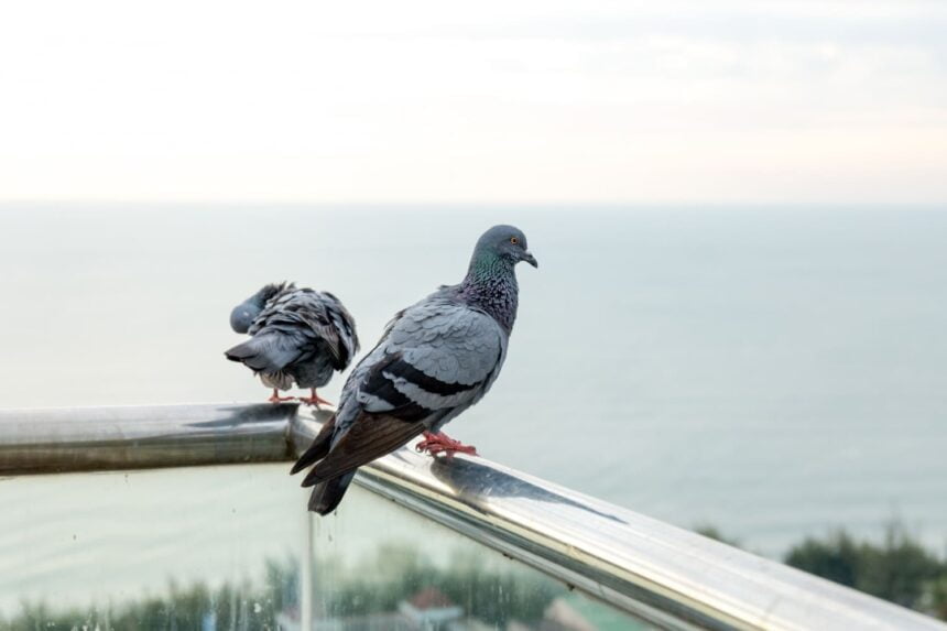 Was hilft gegen Tauben auf dem Balkon - Tipps, um diese Vögel vom Balkon zu vertreiben - Wohntrends Magazin
