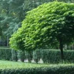 Catalpa bignonioides Eine faszinierende Pflanze mit ökologischem Nutzen - Wohntrends Magazin