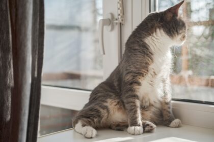 Katzenklappe in Fenster einbauen Eine praktische Lösung für den Freigang Ihrer Katze - Wohntrends Magazin