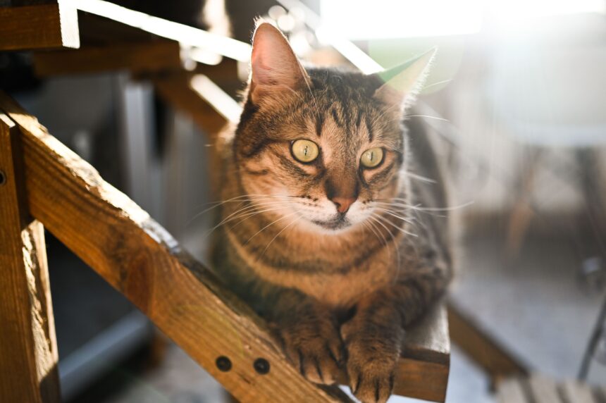 Katzentreppe Eine effektive Aufstiegshilfe für Katzen im Innen- und Außenbereich - Wohntrends Magazin