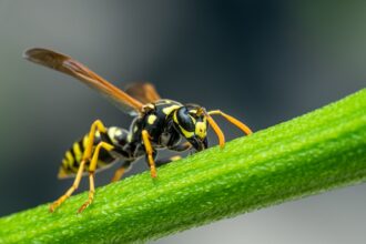 pexels-photo-4592693.Die Bedeutung von Hornissen in der ökologischen Landwirtschaft. Wohntrendsmagazin