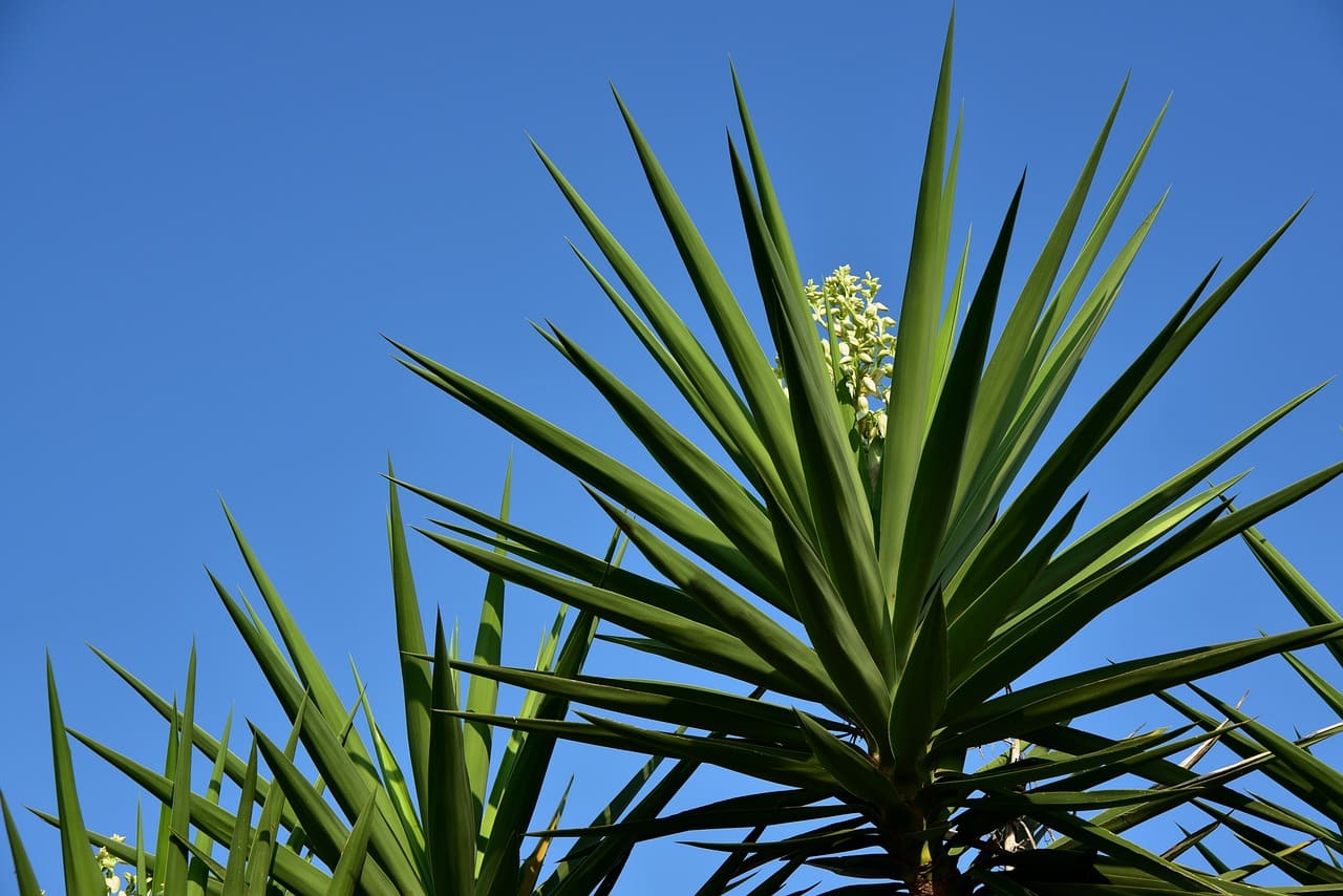 3636183_1280-Yucca-Palme pflegen Tipps für ein gesundes und attraktives Pflanzenwachstum-Wohntrends Magazin
