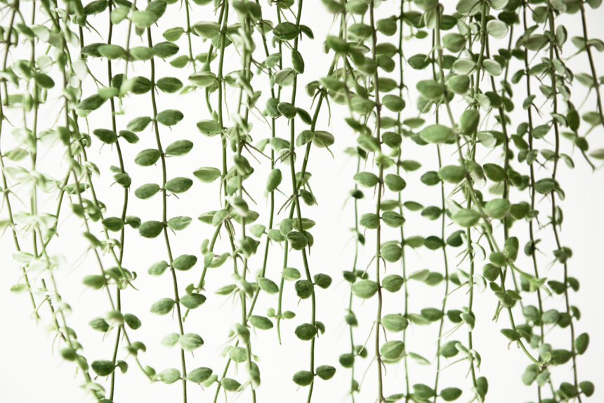 73310286-Rankende Pflanzen in Innenräumen Tipps zur Auswahl und Pflege für eine grüne Atmosphäre-Wohntrends Magazin