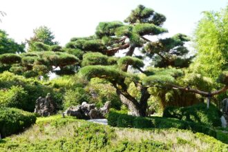 Bonsai im Garten: Die faszinierende Kunst der Miniaturbäume