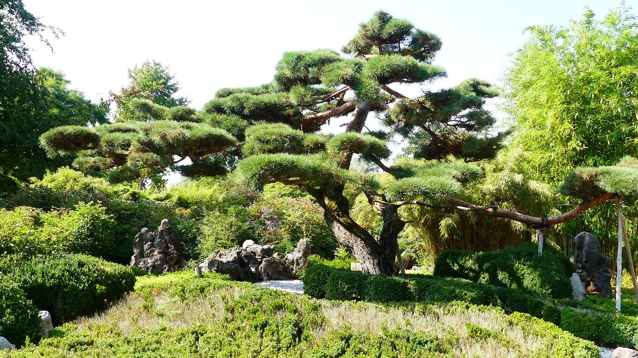 Bonsai im Garten: Die faszinierende Kunst der Miniaturbäume