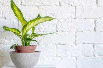 Die Dieffenbachie: Eine beliebte Zimmerpflanze mit exotischem Flair