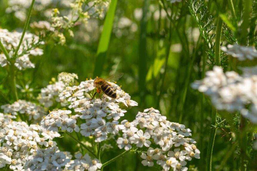 Bienenfreundliche Sträucher für einen blühenden Garten: Eine vielfältige Auswahl an Nahrungsquellen
