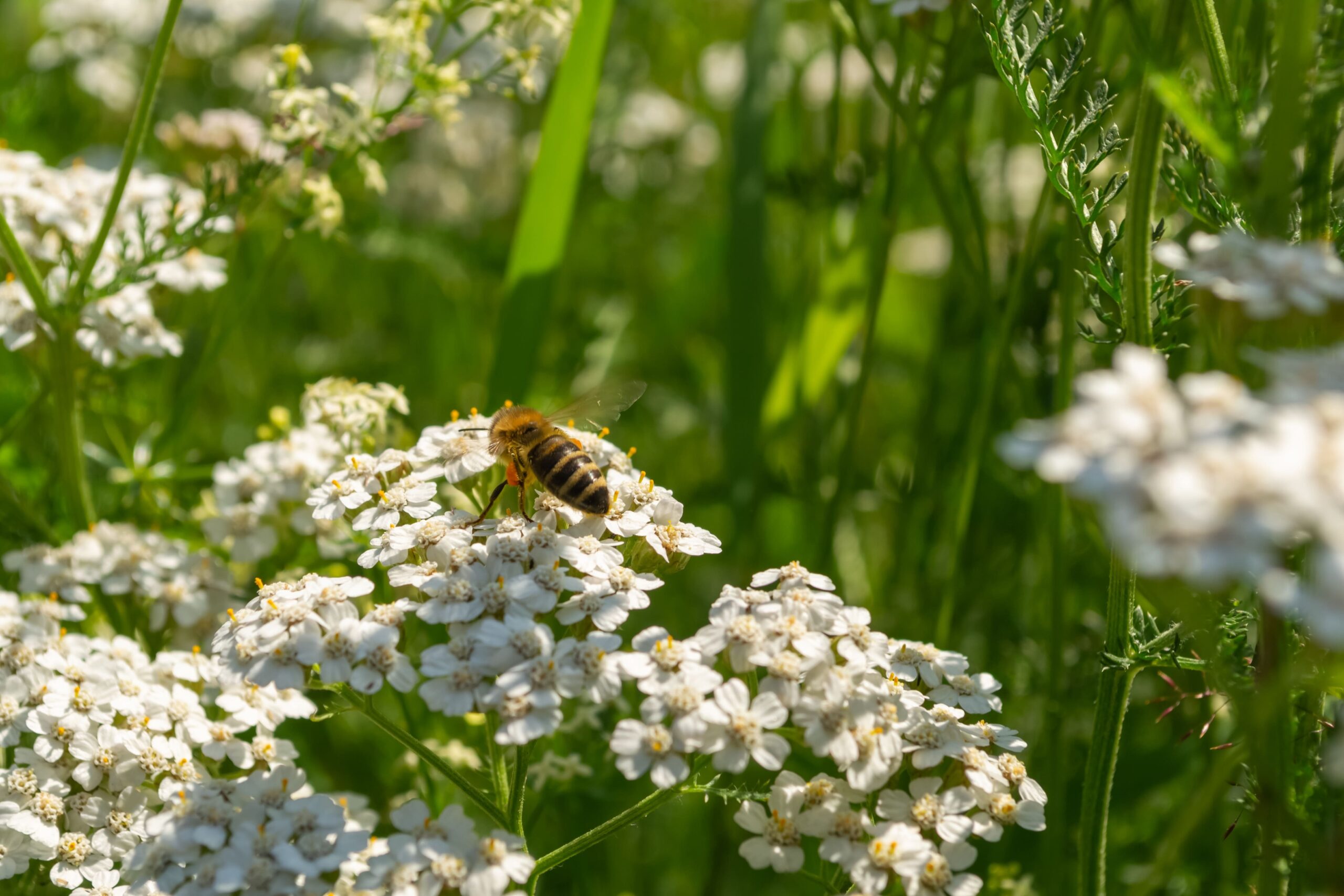 Bienenfreundliche Sträucher für einen blühenden Garten: Eine vielfältige Auswahl an Nahrungsquellen