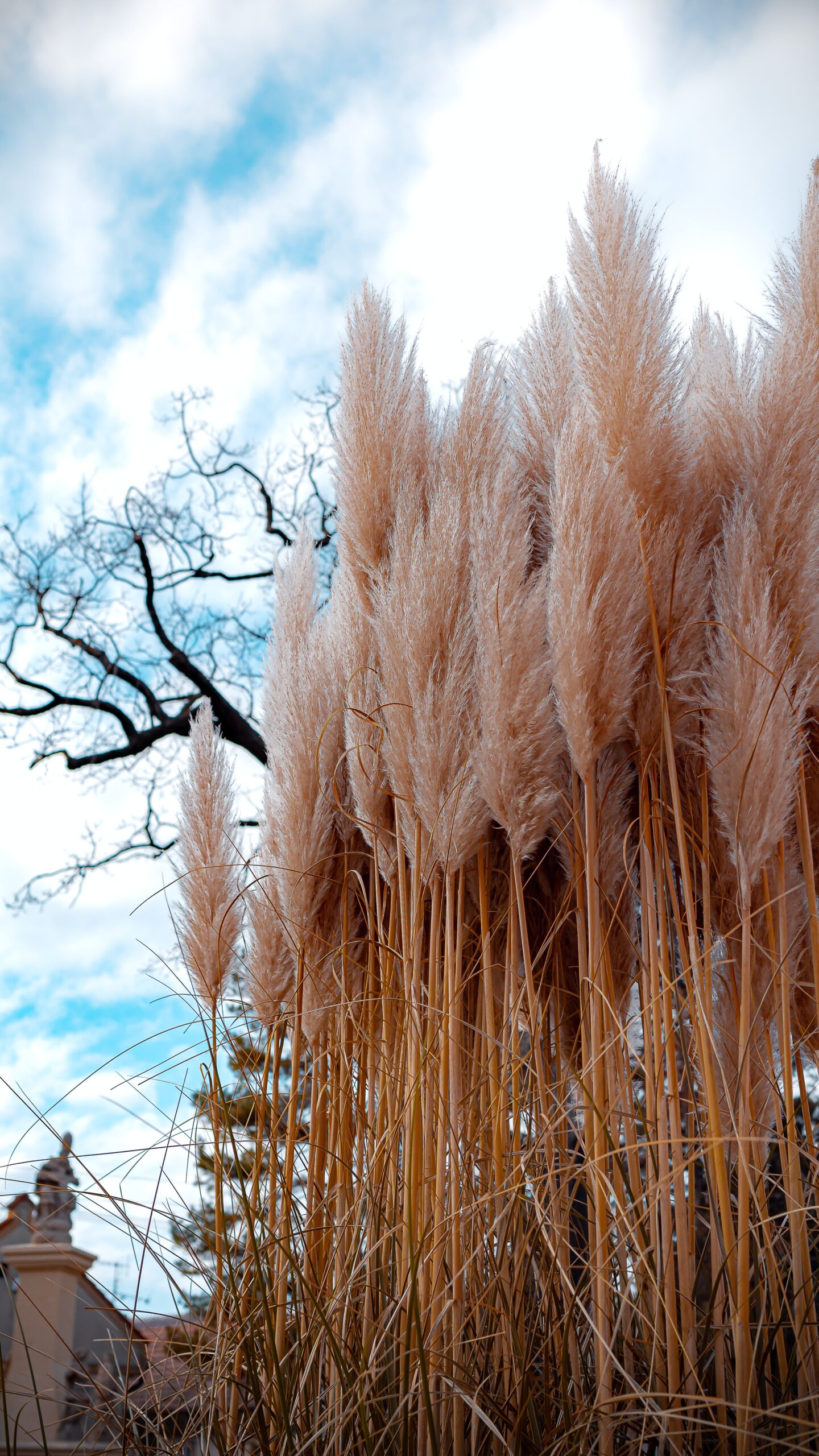 Pampasgras im Garten Ideen für eine elegante Gartengestaltung