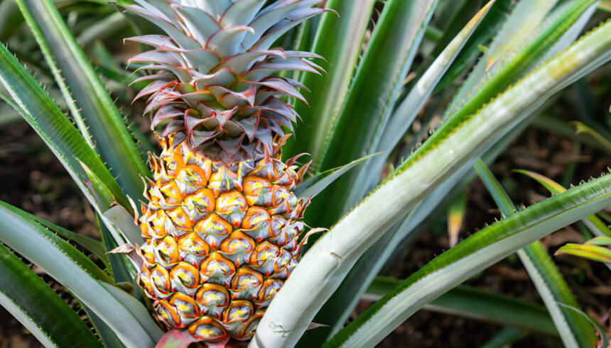 Ananaspflanze Pflege: Tipps und Tricks für gesunde und glückliche Pflanzen