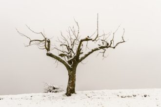 Baumschnitt: Wann ist der beste Zeitpunkt für den professionellen Schnitt?