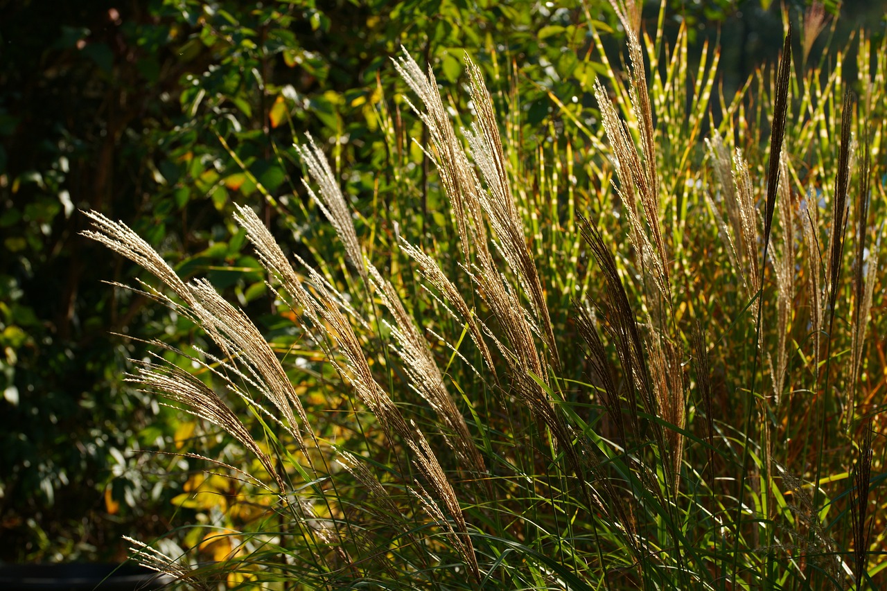 Gräser im Garten Vielseitige Gestaltungsideen Wohntrends Magazin