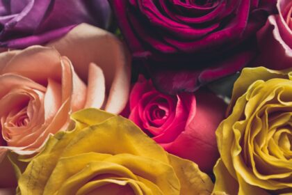 Rosenarten für besondere Anlässe: Blumen mit Symbolik und Bedeutung - Wohntrends Magazin