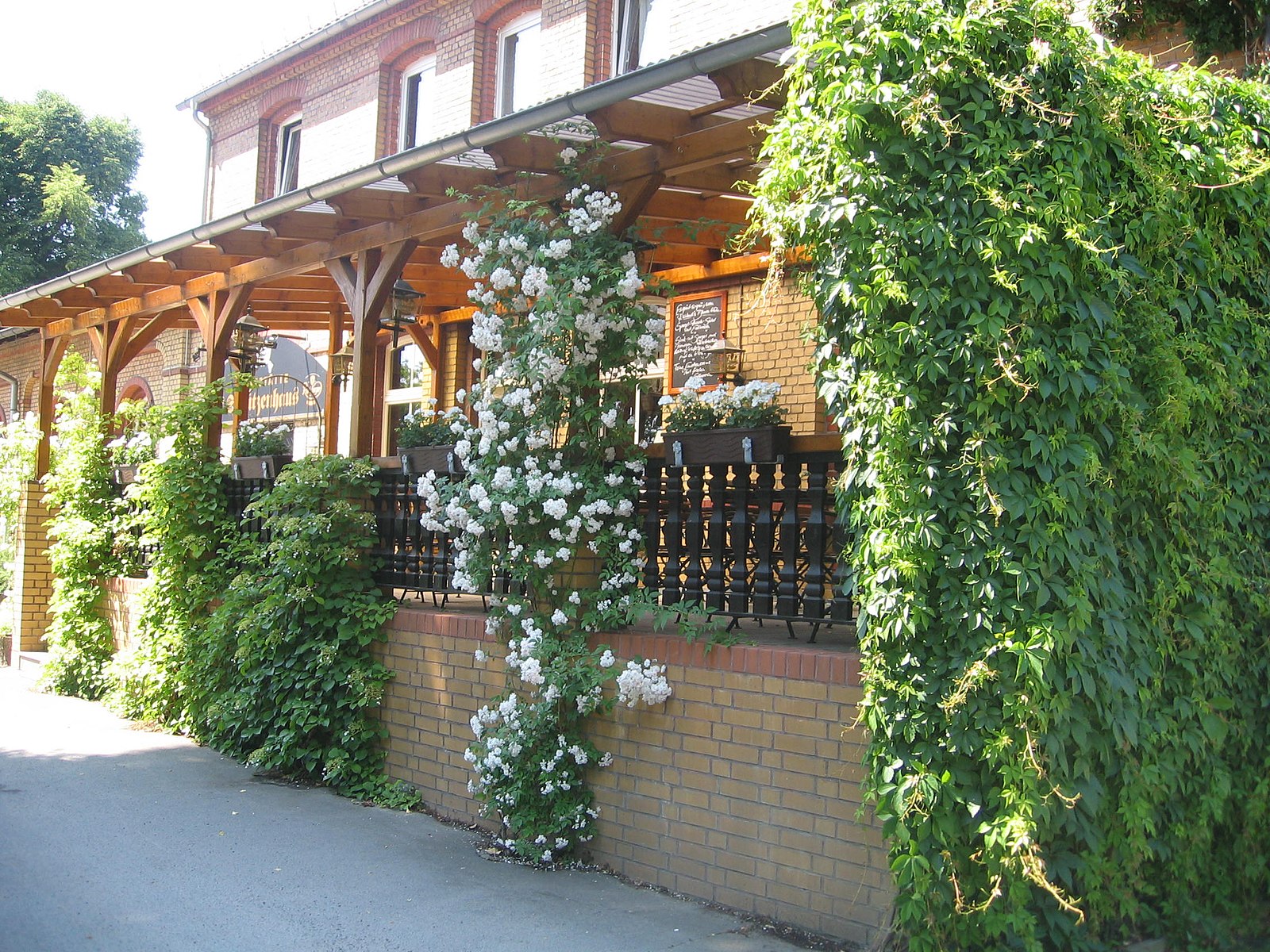 Winterharte Kletterpflanzen: Eine Auswahl für jeden Garten - Wohntrends Magazin