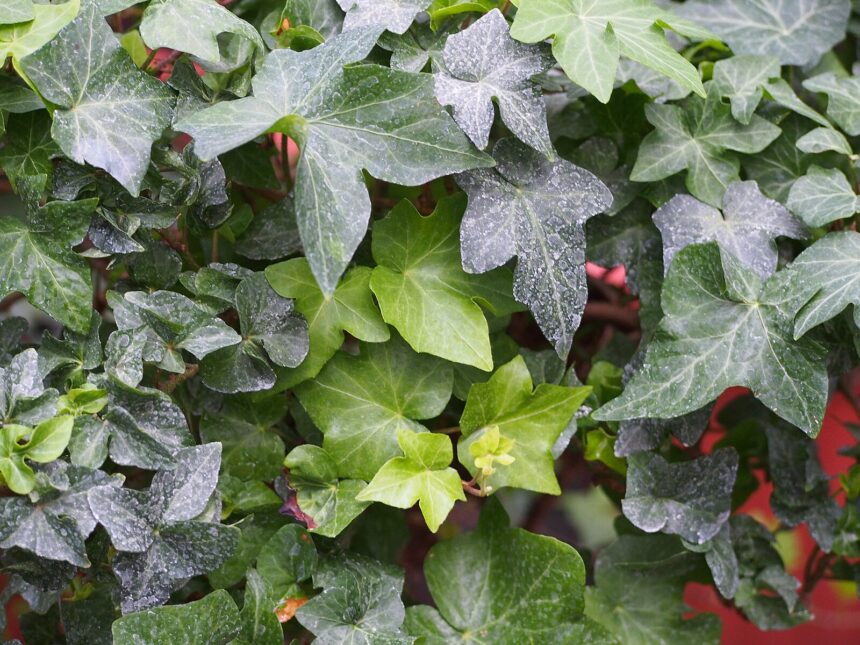 Winterharte und niedrige Bodendecker: Die perfekte Wahl für pflegeleichte Gärten