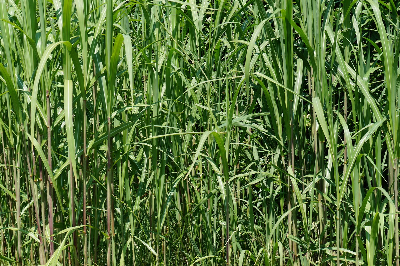Bambusgras im Garten: Tipps für den Anbau und die Pflege dieser vielseitigen Pflanze