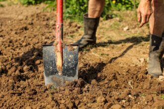 Lehmboden verbessern: Tipps für einen fruchtbaren Gartenboden