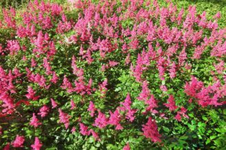 Prachtspiere: Eine robuste Pflanze für verschiedene Standorte im Garten