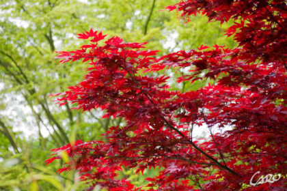 Baum mit roten Blättern: Die schönsten Arten und ihre Besonderheiten - Wohntrends Magazin