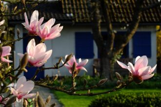 Bäume mit rosa Blüten: Die schönsten Arten für Ihren Garten