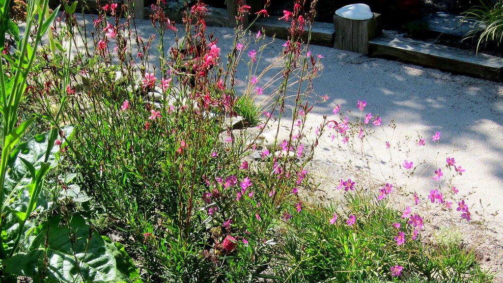 Winterharte Stauden für sonnige Standorte: Die besten Pflanzen für Ihren Garten