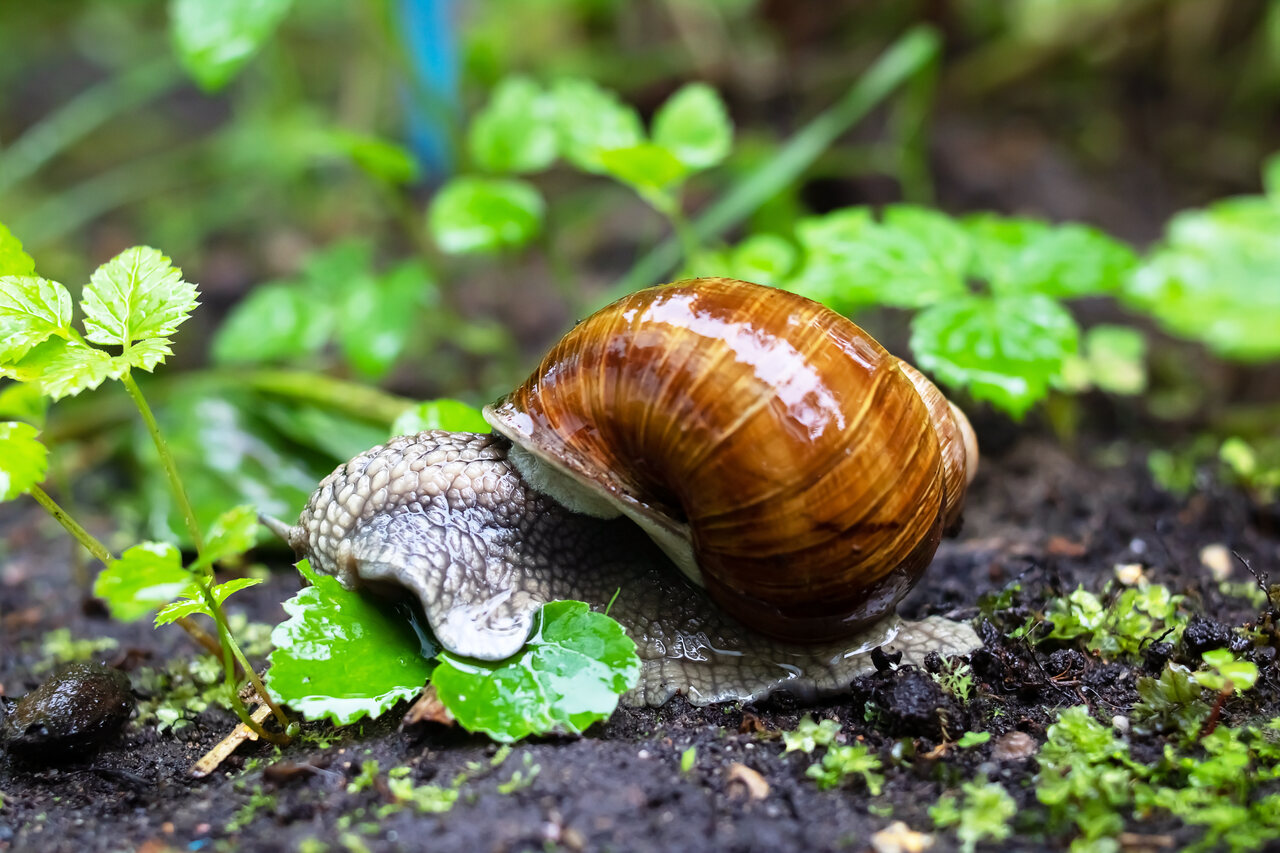 Alufolie Gegen Schnecken