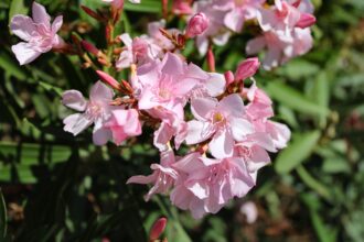 Oleander im dunklen Keller überwintern? Vor- und Nachteile dieser Methode