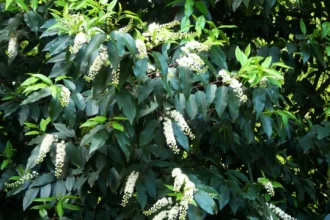 Portugiesischer Kirschlorbeer im Garten: Vor- und Nachteile für die Landschaftsgestaltung