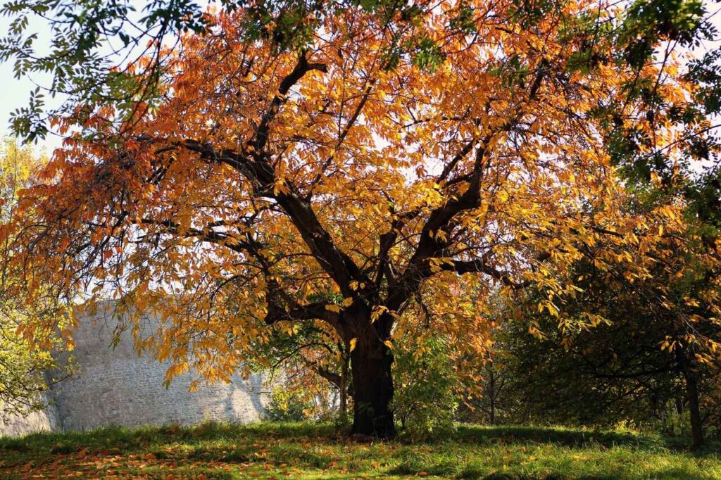 Schöne Bäume für den Garten: Die Top 10 Arten für jeden Geschmack