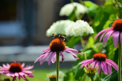 Winterharte Stauden für sonnige Standorte: Die besten Pflanzen für Ihren Garten - Wohntrends Magazin