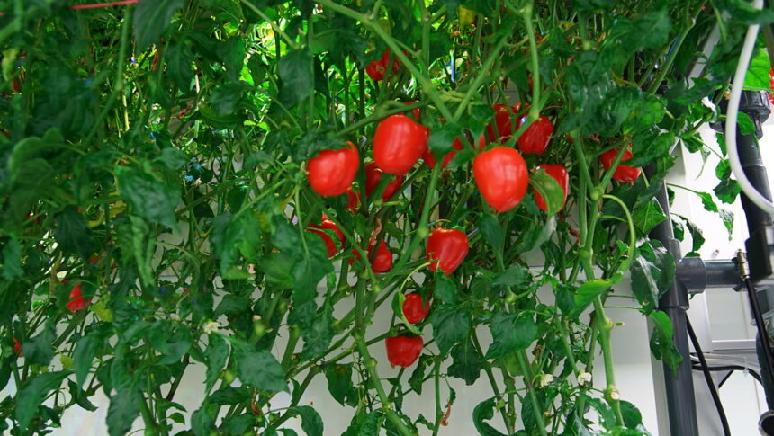 Tomaten und Paprika zusammen pflanzen Was Sie über die Kombination im