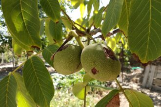 Walnussbaum im Garten: Warum der Anbau in manchen Regionen oder Gärten verboten ist