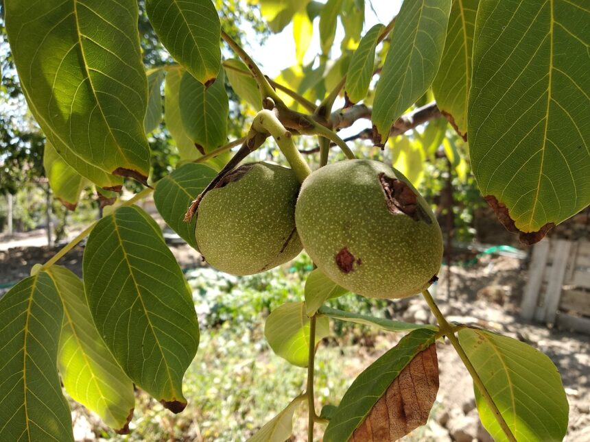 Walnussbaum im Garten: Warum der Anbau in manchen Regionen oder Gärten verboten ist