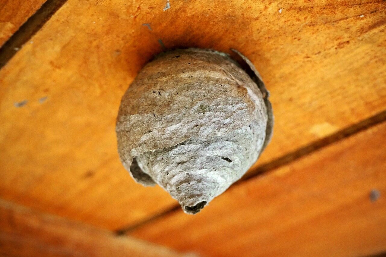 Wespen Im Dach Gerusche