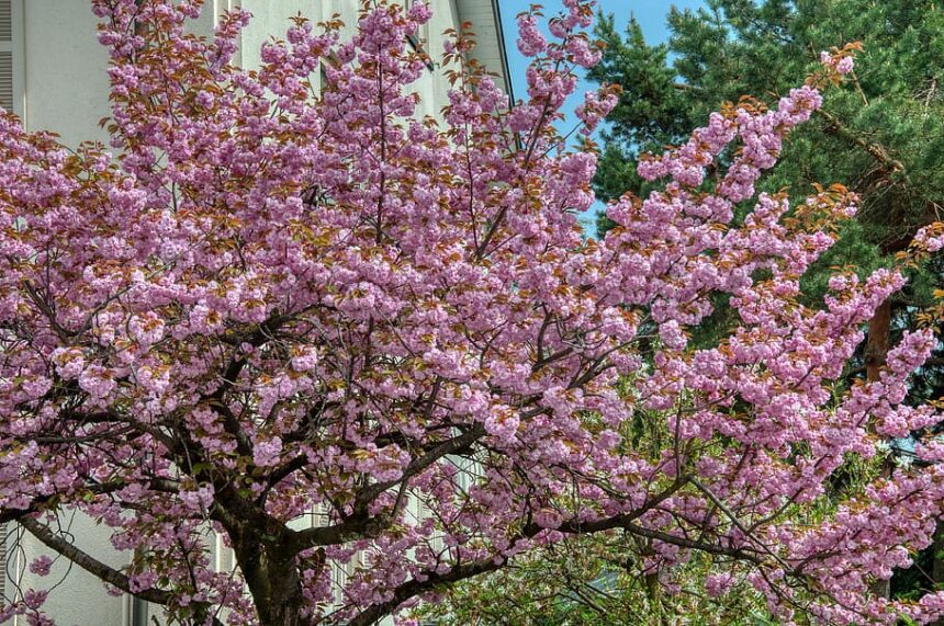 Welche Baum Blht Jetzt