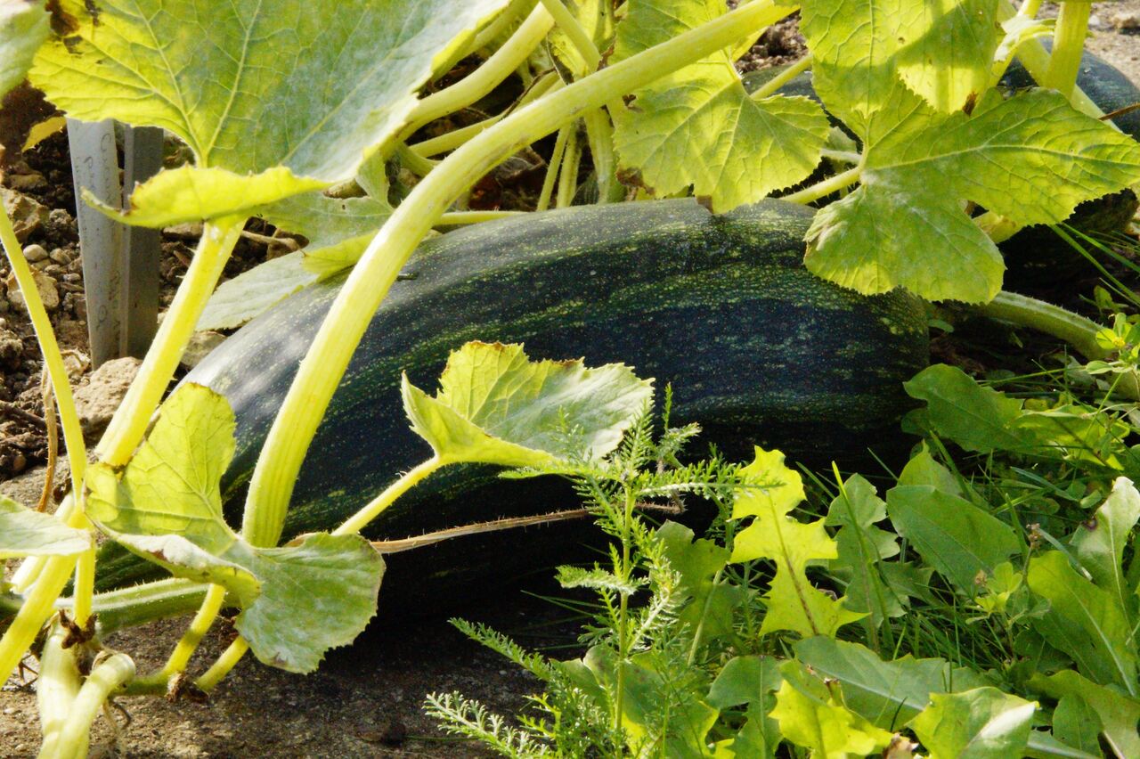 Zucchini platzsparend anbauen: Grundlegende Tipps für kleine Gärten und Balkone