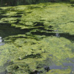Teichpflanzen gegen Algen: Natürliche Lösungen für ein gesundes Teichmilieu