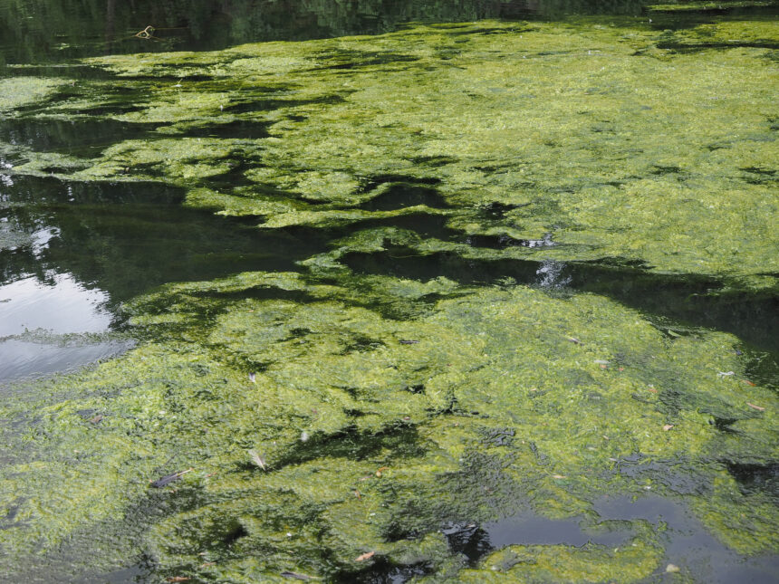 Teichpflanzen gegen Algen: Natürliche Lösungen für ein gesundes Teichmilieu