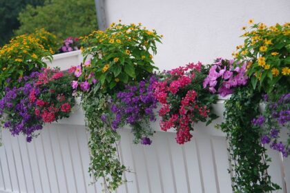 Balkonkästen bepflanzen: Tipps für eine farbenfrohe Blütenpracht