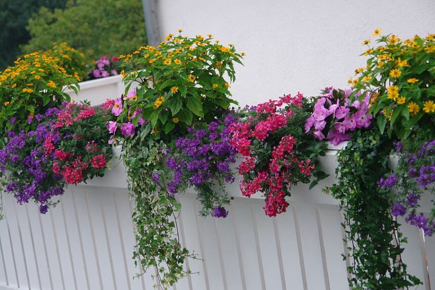 Balkonkästen bepflanzen: Tipps für eine farbenfrohe Blütenpracht