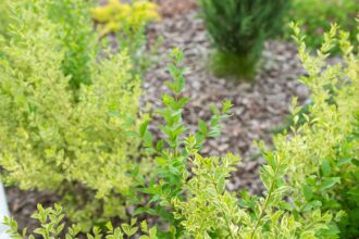 Rindenmulch oder Hackschnitzel: Die richtige Wahl für Ihre Gartengestaltung