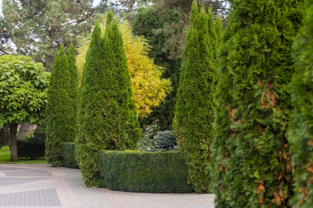 Top 10 winterharte, immergrüne Sträucher für Ihren GartenSichtschutz