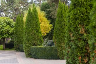 Top 10 winterharte, immergrüne Sträucher für Ihren Garten-Sichtschutz