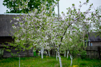 Winterharte Bäume für den Garten: Vom Frost gezeichnete Schönheit