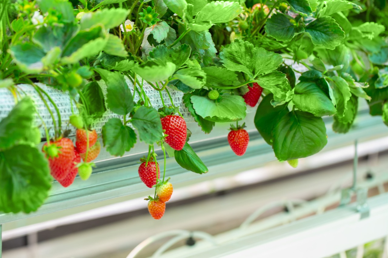Erdbeeren auf dem Balkon pflanzen und genießen: Tipps und Tricks