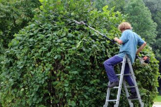 Hainbuchenhecke schneiden: Tipps für gesunde und schöne Hecken