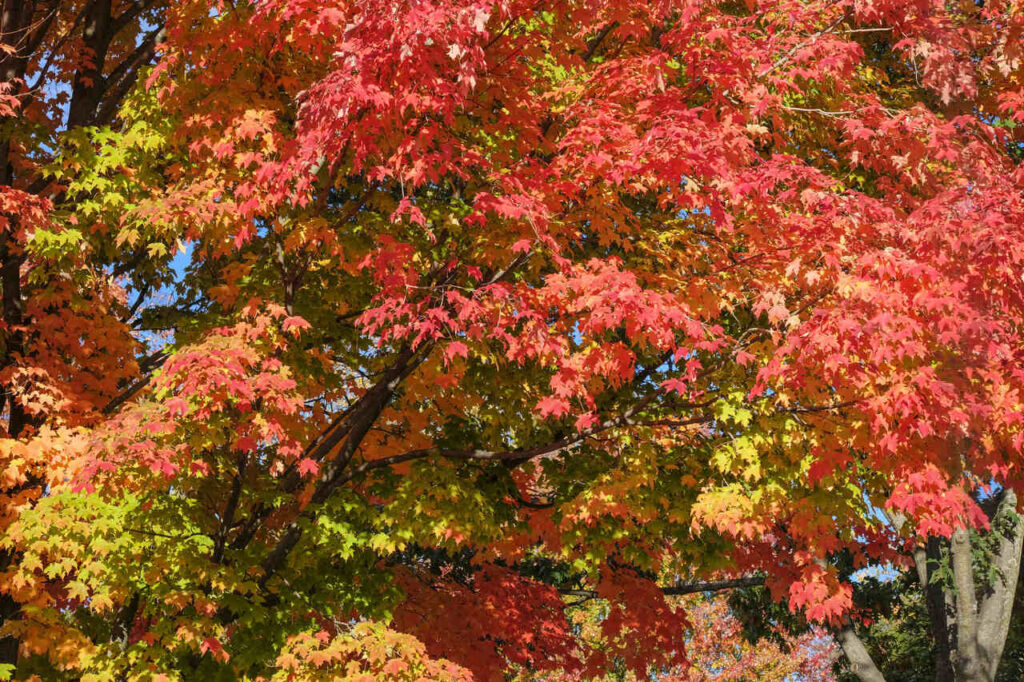 maple red red maple tree color fall 1629818 pxhere.com 1 Easy Resize.com